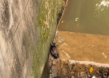 M1111001_Surviving or not surviving, the cat is not a stray cat because if it falls from there.. Somchai Wanhom_part2