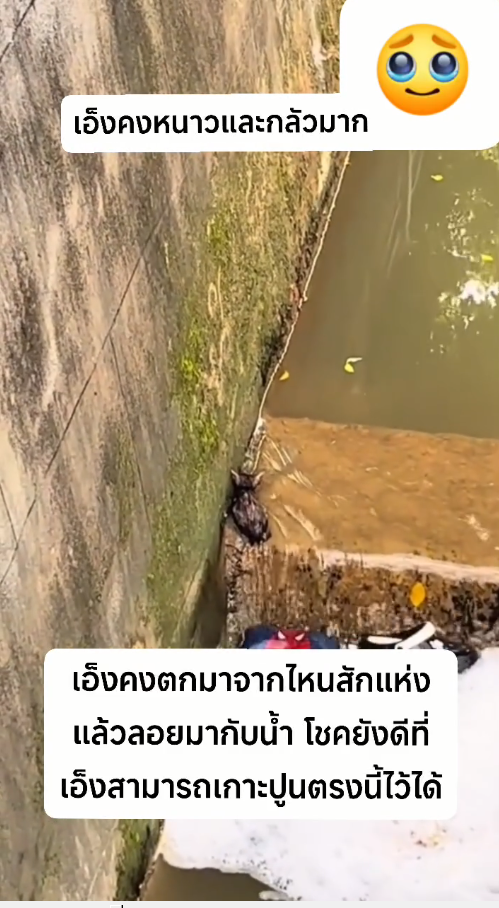 M1111001_Surviving or not surviving, the cat is not a stray cat because if it falls from there.. Somchai Wanhom_part2