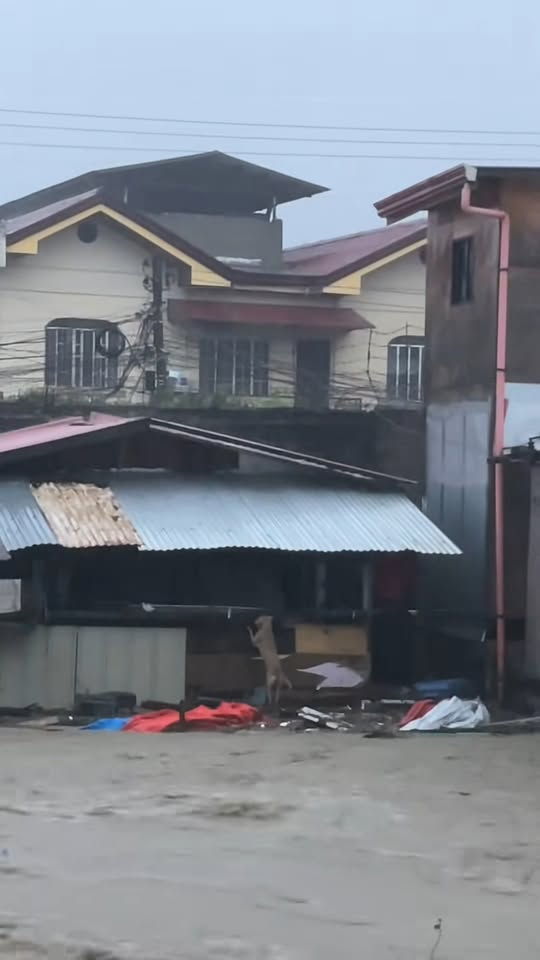 M0711022 Don leave your pets behind #fyp #cebucity #typhoontino #Tino #fur