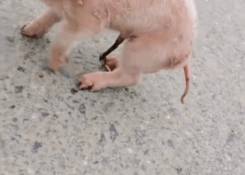 M1010006_picked up pig even cleverer than me!#petpig #pigoftiktok_part2