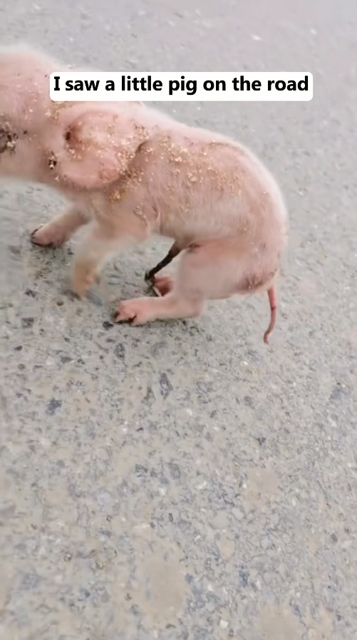 M1010006_picked up pig even cleverer than me!#petpig #pigoftiktok_part2