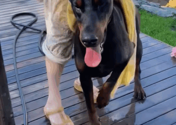 M1111011 Rescue adopt drowning dog #rescue #animals #petsoftiktok #lo