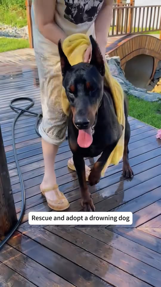 M1111011 Rescue adopt drowning dog #rescue #animals #petsoftiktok #lo