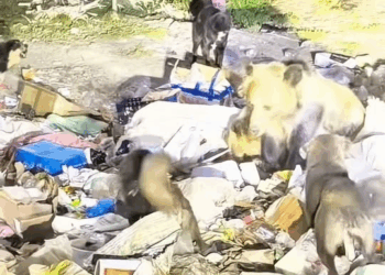 M1111013 #animals #animal #bear #dog #dogsoftiktok part2