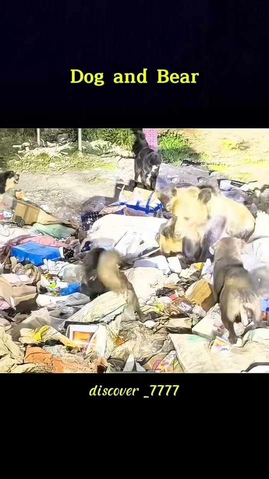 M1111013 #animals #animal #bear #dog #dogsoftiktok part2