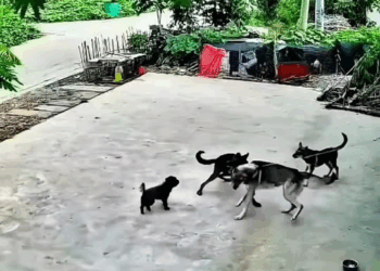 M1111014 #animal #animals #dog #dogsoftiktok part2