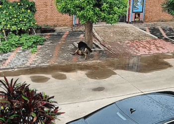 M1111015 #animals #dog #dogsoftiktok #animalsoftiktok part2