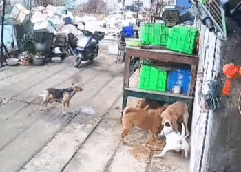 M1111016 #animals #dogsoftiktok #dog #dogs #animalsofttiktok part2