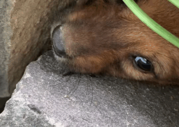 M1111017 #tiktok #cute #fip #puppy puppy stuck part2