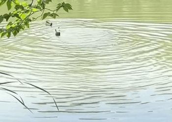 M1111018 #animals #animalworld #foryoupage #foryou #fyp part2