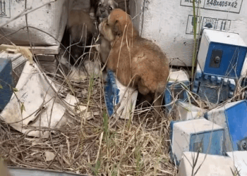 M0711023 Homeless dogs get their first taste of good food #foryou #recusedog part2