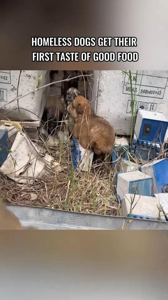 M0711023 Homeless dogs get their first taste of good food #foryou #recusedog part2