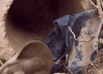 M1111021_home of stray dogs, hope can find you good owner#straydogsa…_part2