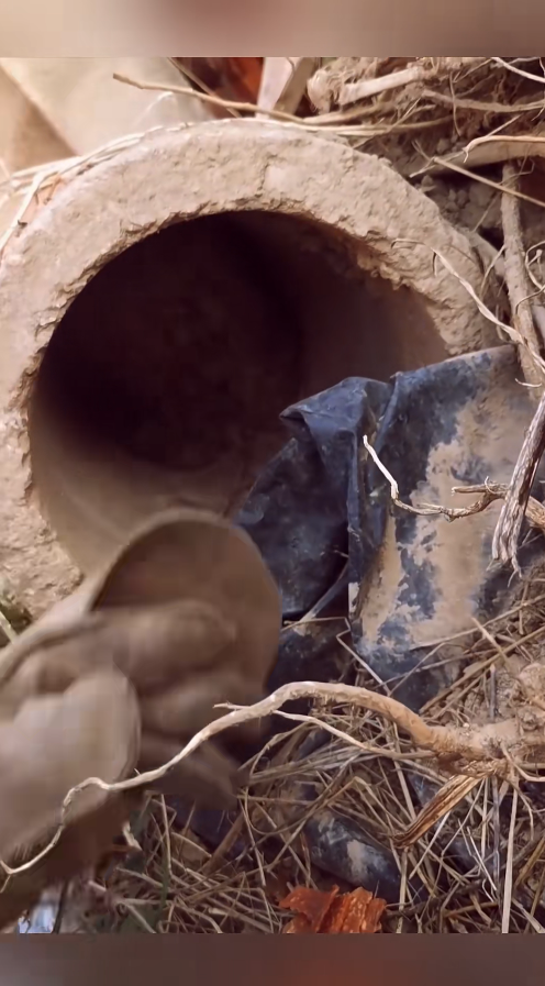 M1111021_home of stray dogs, hope can find you good owner#straydogsa…_part2