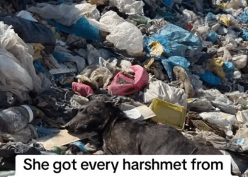 M1111022 old soul was found at rubbish dump