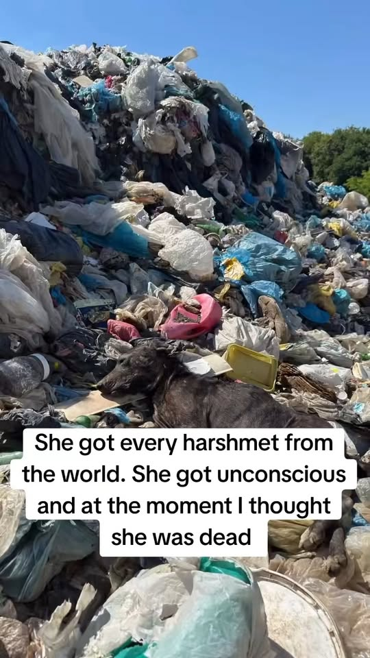 M1111022 old soul was found at rubbish dump