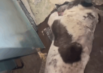 M1010002_stray puppy has been digging at stones to rescue its little kit…_part2