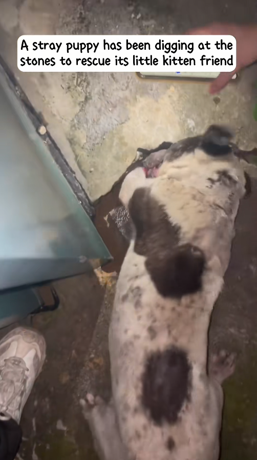 M1010002_stray puppy has been digging at stones to rescue its little kit…_part2