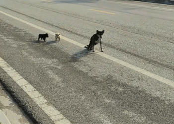 M0911015_saw an injured mother dog two puppies. It heartbreaking to w…_part2