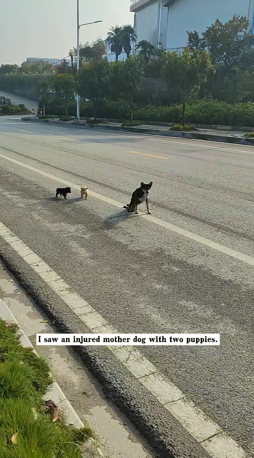 M0911015_saw an injured mother dog two puppies. It heartbreaking to w…_part2
