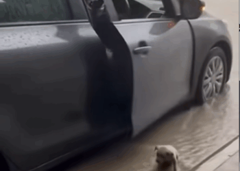 MAI Rainy Day Rescue #CatRescue #WinterStory #RescueCat #AdoptDontSho…_part2