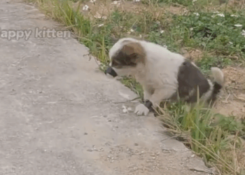 M0911006_He Cried Days as People Passed Him By Until Happened_part2