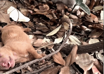 M0711024 thought Mommy Dog was going to attack us,but didn expect #resc