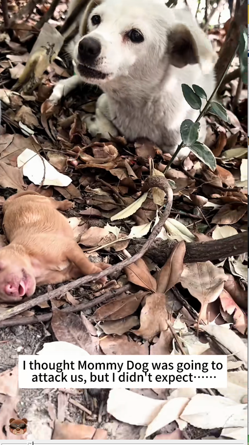 M0711024 thought Mommy Dog was going to attack us,but didn expect #resc