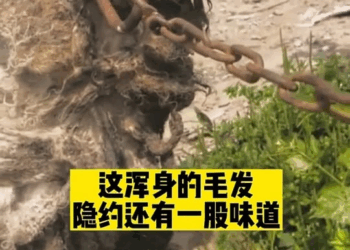 M1311001 Rescue stray dogs#straydogs part2