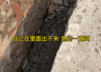 M1311002_Rescue puppy in sewer#dog #straydogs_part2