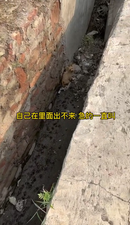 M1311002_Rescue puppy in sewer#dog #straydogs_part2