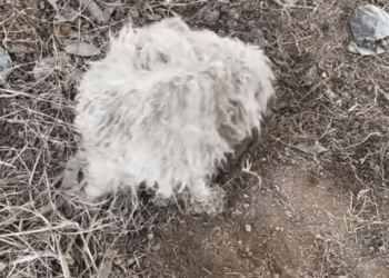 M1311003_Rescue dog caught in mousetrap#straydogs_part2