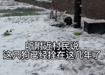 M1311004_dog has been leashed here years#straydogs #dog #pet_part2