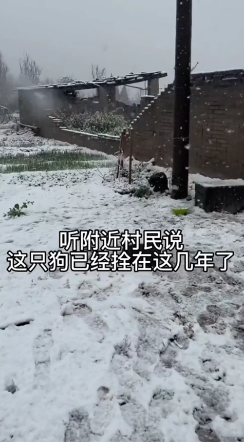 M1311004_dog has been leashed here years#straydogs #dog #pet_part2