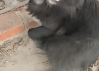 M1311005 It trembles, yet still tries to wag its tail when someone approaches.