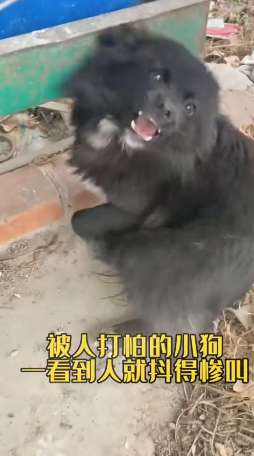 M1311005 It trembles, yet still tries to wag its tail when someone approaches.