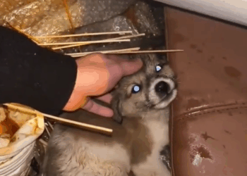 M1311007_life needs respect#dog #straydogs #pet_part2