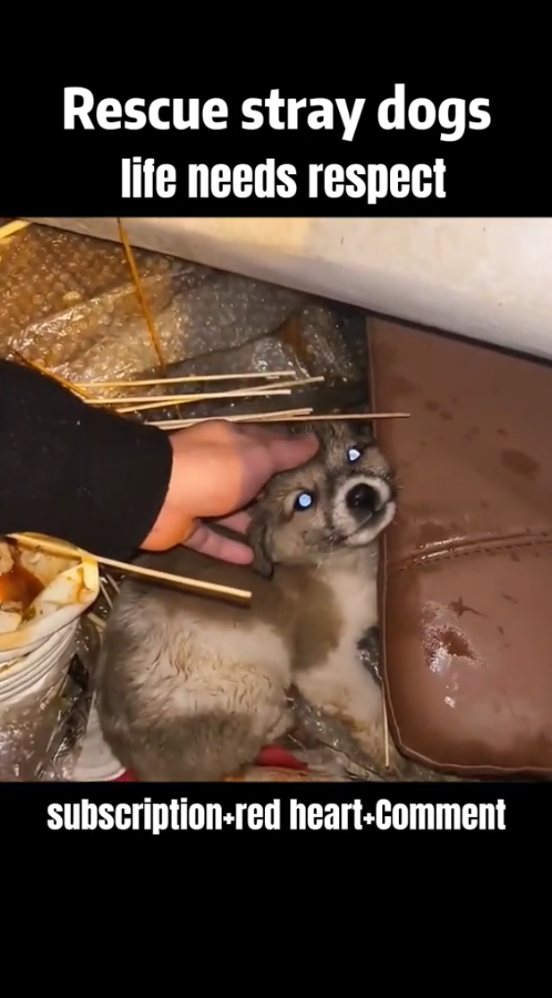 M1311007_life needs respect#dog #straydogs #pet_part2