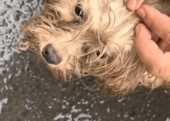 M1311008 dog hit by car#dog #straydogs #pet part2