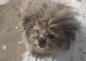 M1311009_little nose small eyes are very cute. don have name. Pl…_part2