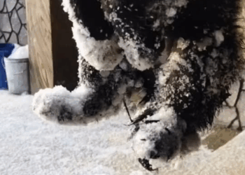 M1311010The dog gazes at the sky, as if asking why it was left behind.part2