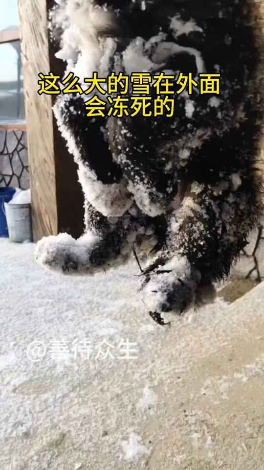 M1311010The dog gazes at the sky, as if asking why it was left behind.part2