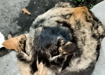 M0711025 #cutecat#fypシ viral #cutfunny #kerupuk jengkol part2