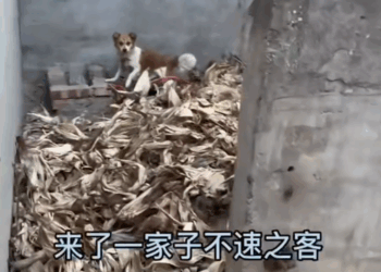 M1311012_Rescue stray dogs#straydogs (1)_part2