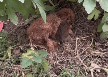 M1311014 great maternal love#dog #straydogs #pet part2