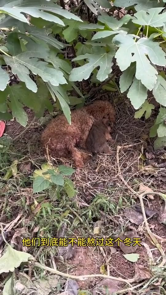 M1311014 great maternal love#dog #straydogs #pet part2