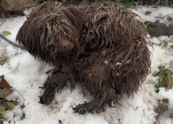 M1311015_It snowed all night, which may be disaster them… #Everything_part2