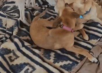 M1311016 pup was worst case anyone saw