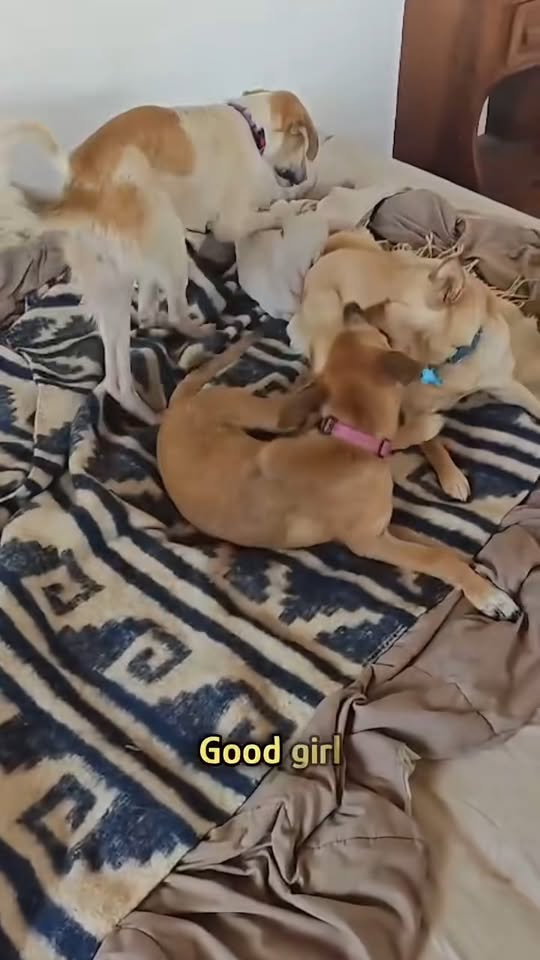 M1311016 pup was worst case anyone saw