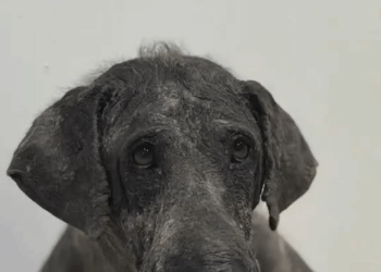 M1111023 No one has dared to help poor dog to get skin treatment